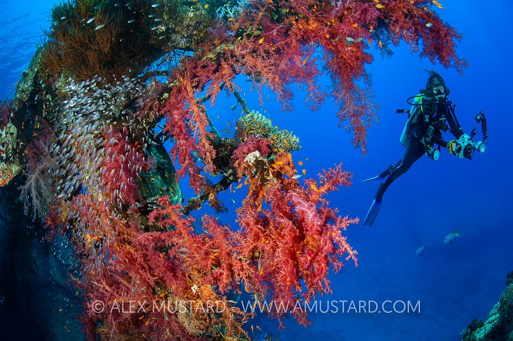 Diver On Cedar Pride. Jordan