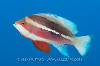 Red Sea Anthias. Jordan