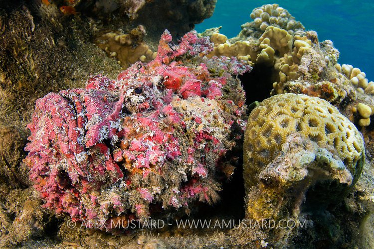 Stonefish. Jordan