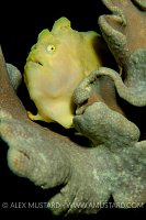 Yellow Frogfish. Jordan.