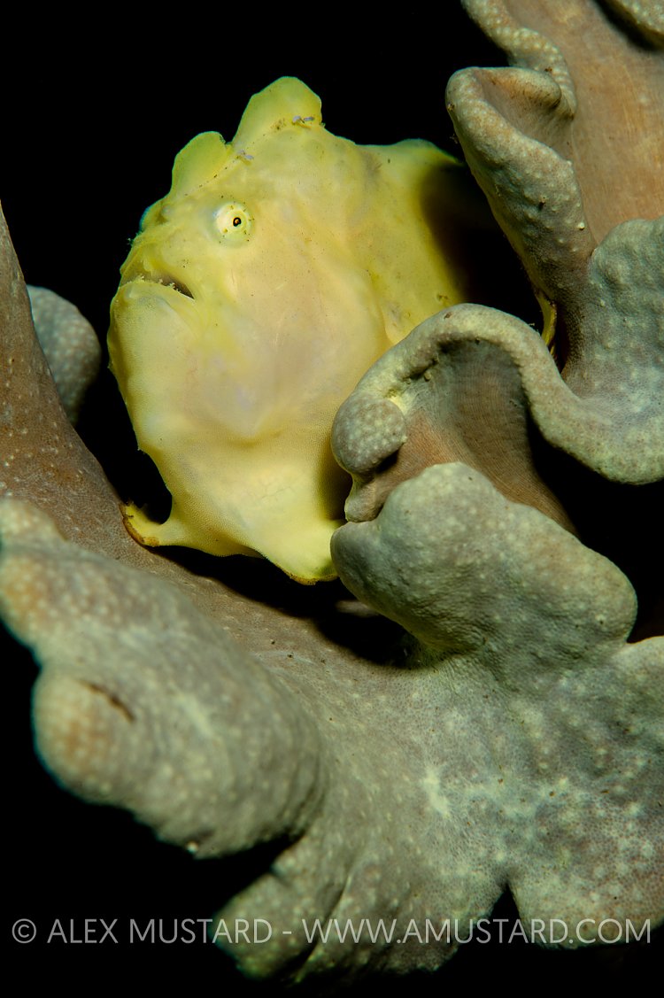 Yellow Frogfish. Jordan.
