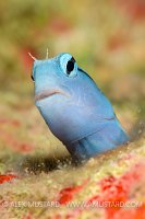 Red Sea Mimic Blenny. Jordan