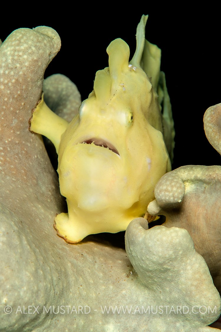Frogfish In Soft Coral. Jordan