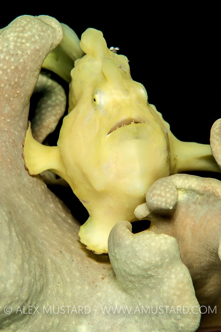 Frogfish In Soft Coral. Jordan