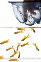Guppies being released (Poecilia reticulata)