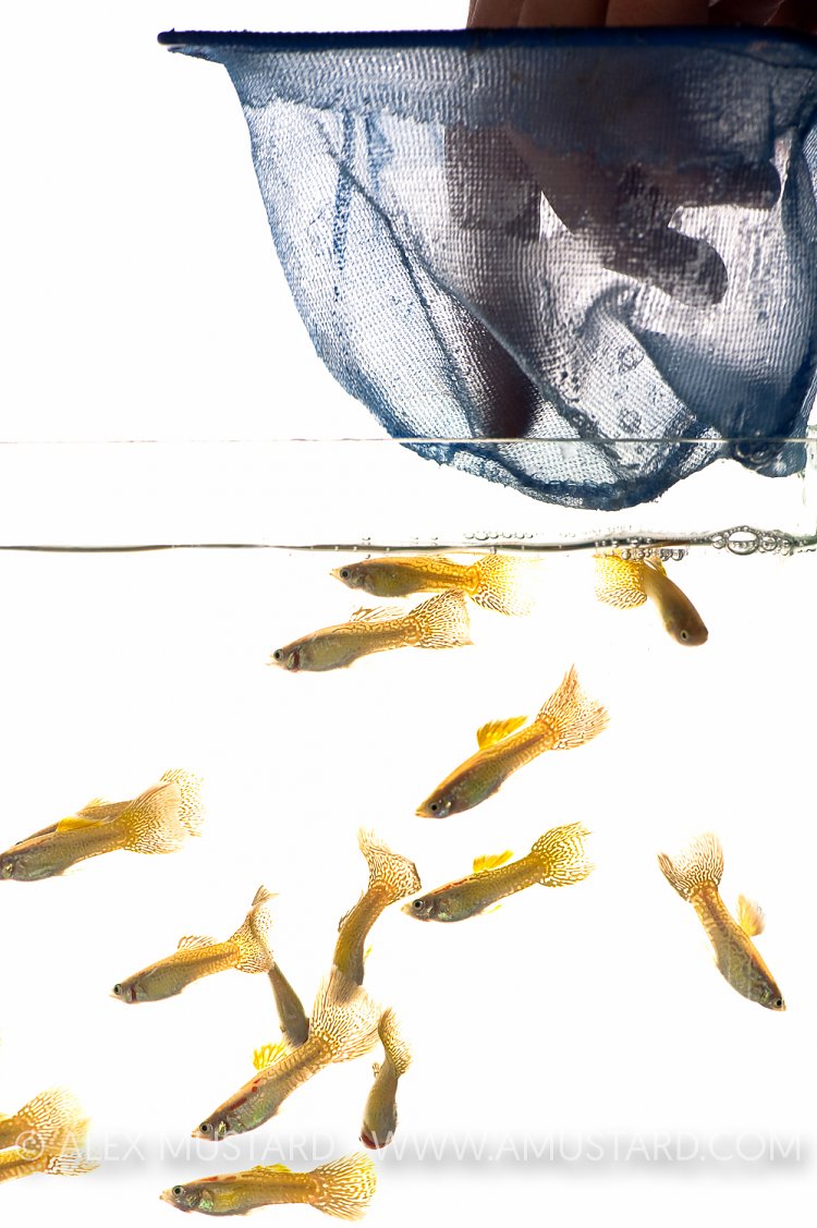 Guppies being released (Poecilia reticulata)