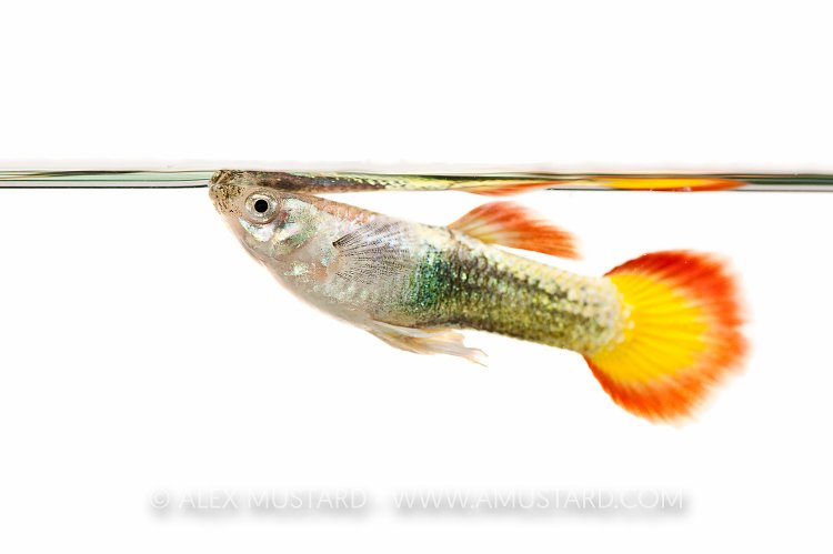 Guppy (Poecilia reticulata)