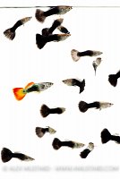 Stand out in a crowd