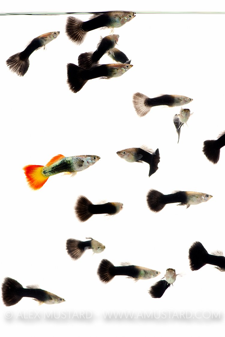 Stand out in a crowd