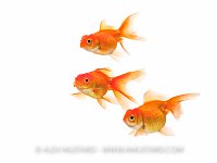 Goldfish Trio. UK
