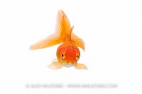 Goldfish Portrait. UK