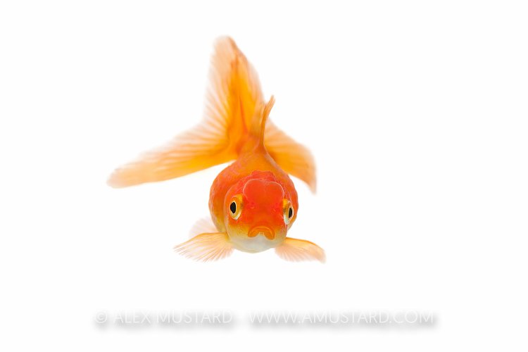 Goldfish Portrait. UK