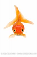 Goldfish Portrait. UK