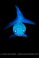 Goldfish Portrait. UK