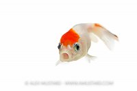 Young Goldfish. UK