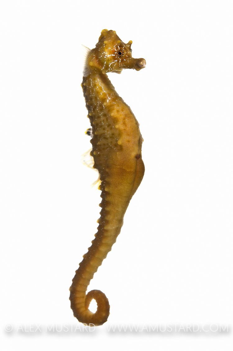 Seahorse