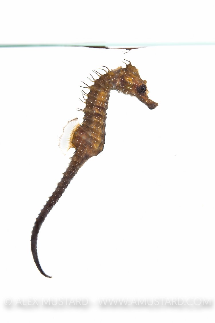 Young, captive bred, spiny seahorse in aquarium. UK