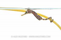 Juvenile pot bellied seahorse in aquarium. UK