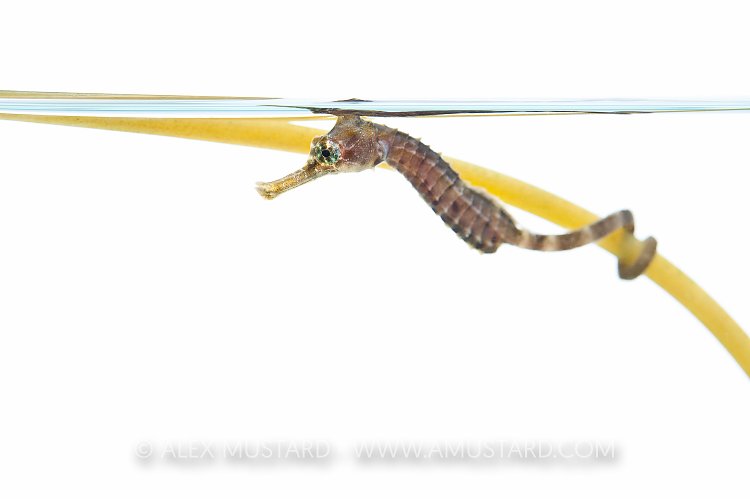 Juvenile pot bellied seahorse in aquarium. UK