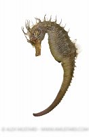 Spiny seahorse in captivity. UK