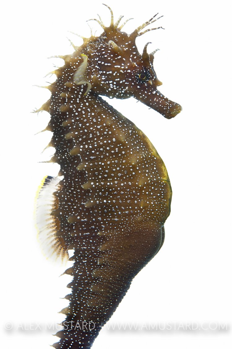 Spiny seahorse in captivity. UK