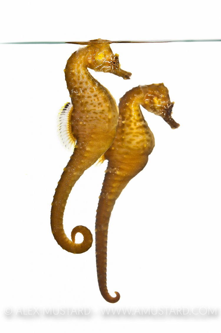 Short snouted seahorses in aquarium, UK