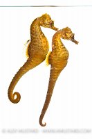 Short snout seahorses (Hippocampus hippocampus)