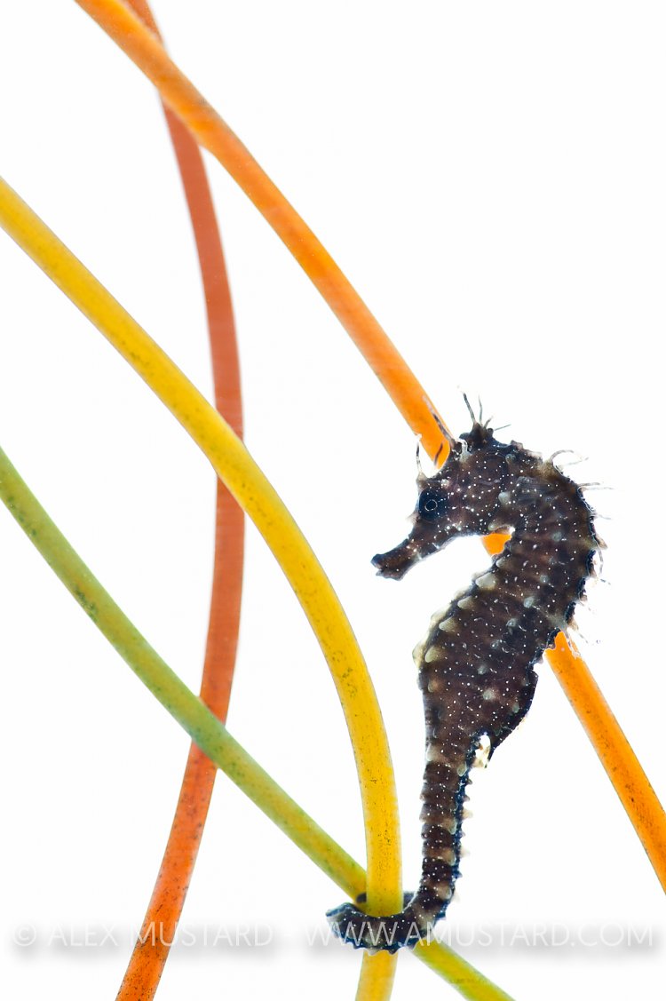 Spiny seahorse on plastic seagrass in an aquarium.