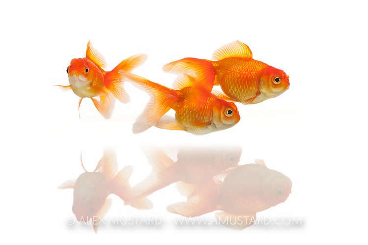 Goldfish Reflections. UK