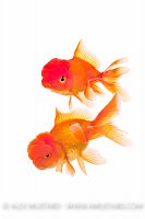 Oranda Fancy Goldfish. UK