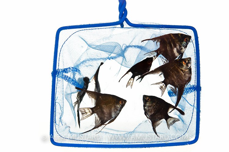 Juvenile angelfish (Pterophyllum scalare) in net