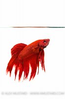 Siamese Fighting Fish. UK