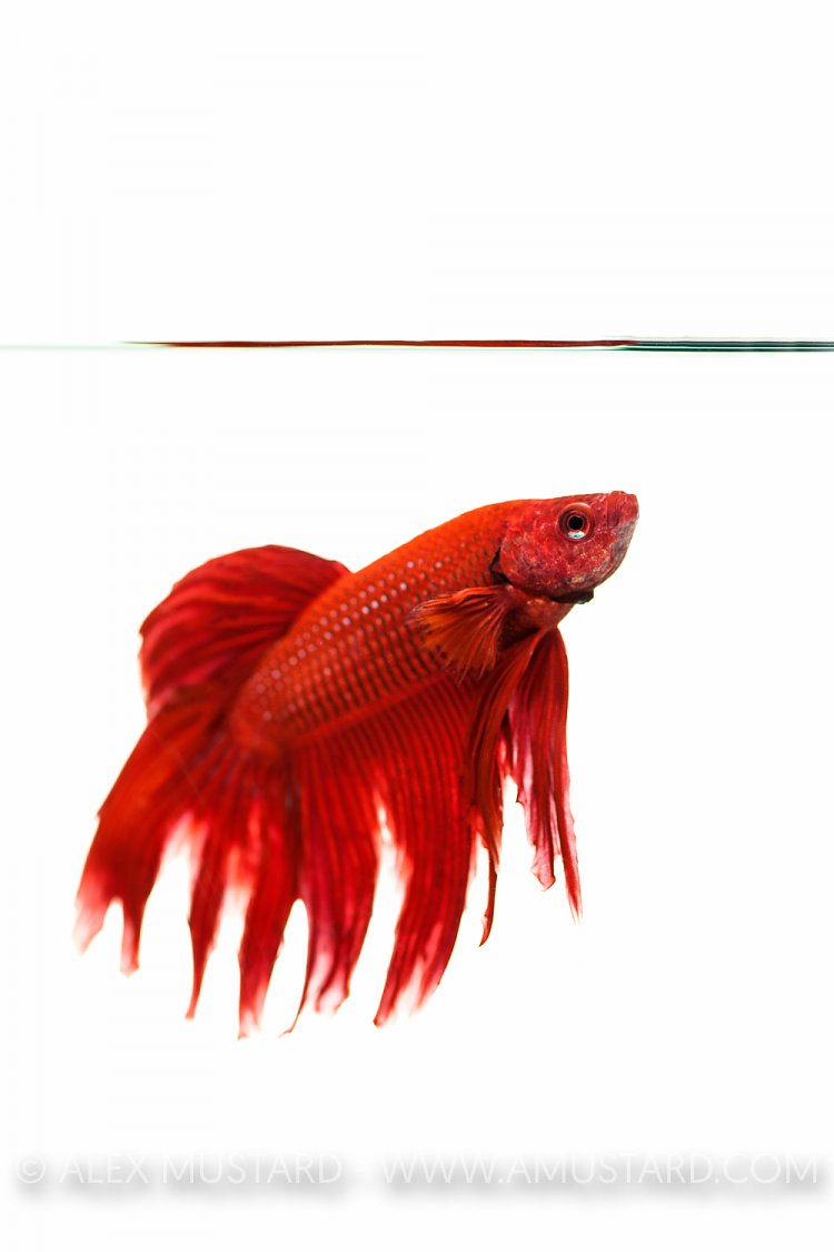 Siamese Fighting Fish. UK