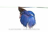 Male Siamese fighting fish (Betta splendens). UK