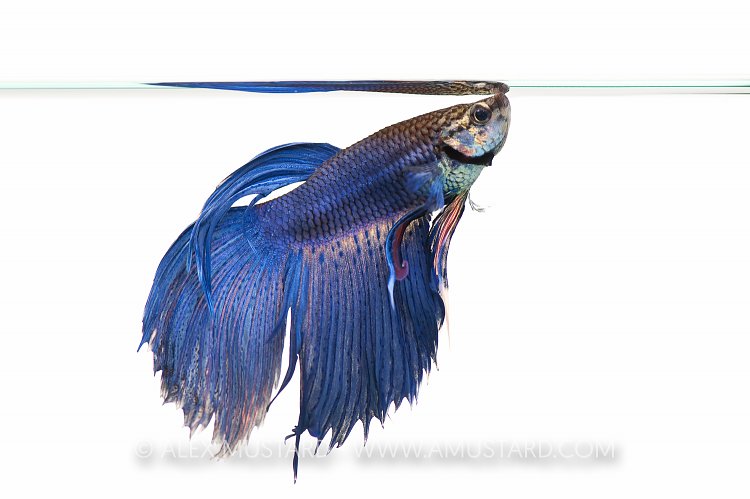 Male Siamese fighting fish (Betta splendens). UK