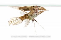 Freshwater Butterfly Fish. UK