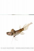 Freshwater Butterfly Fish. UK