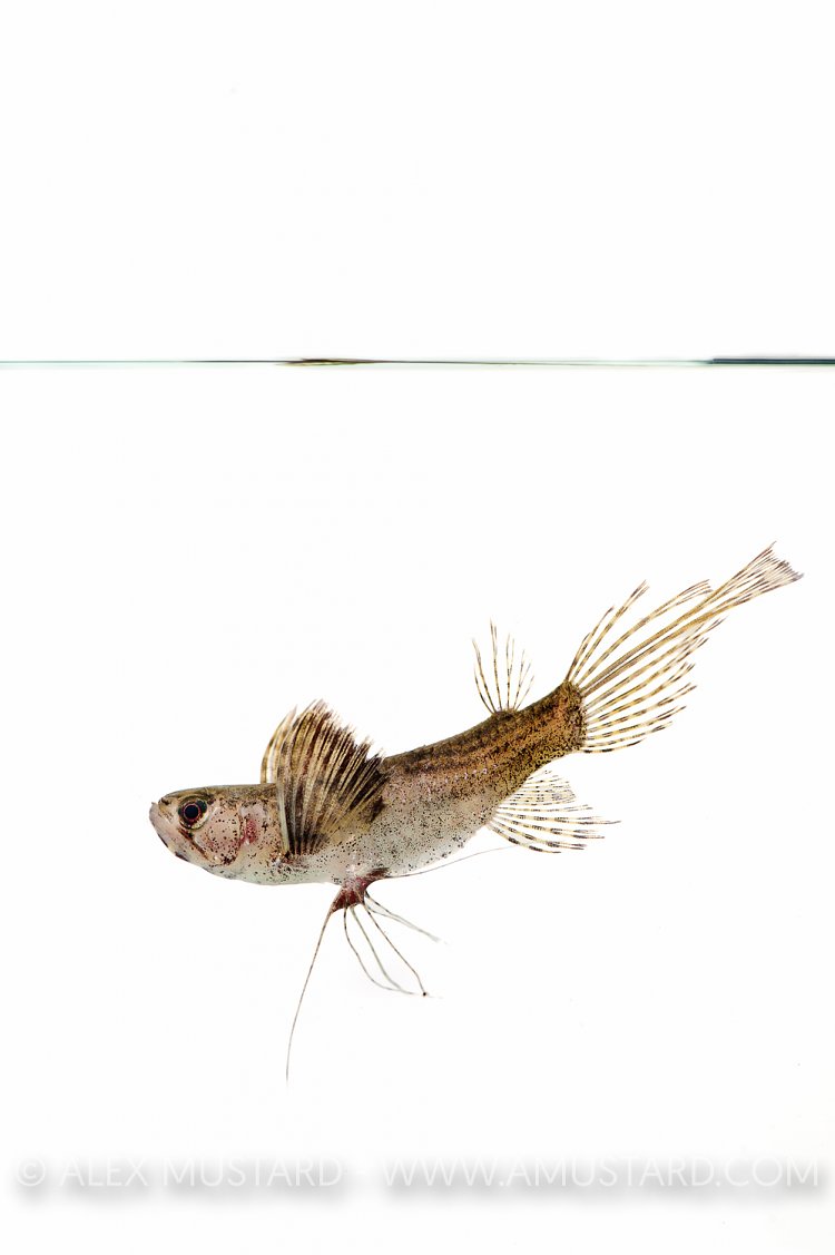 Freshwater Butterfly Fish. UK