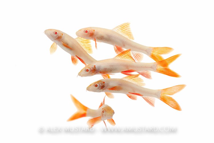 Albino Sharks. Captive, UK