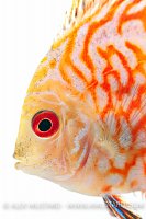 Discus portrait (Symphysodon aequifasciatus)