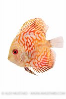 Discus portrait (Symphysodon aequifasciatus). Captive, UK.