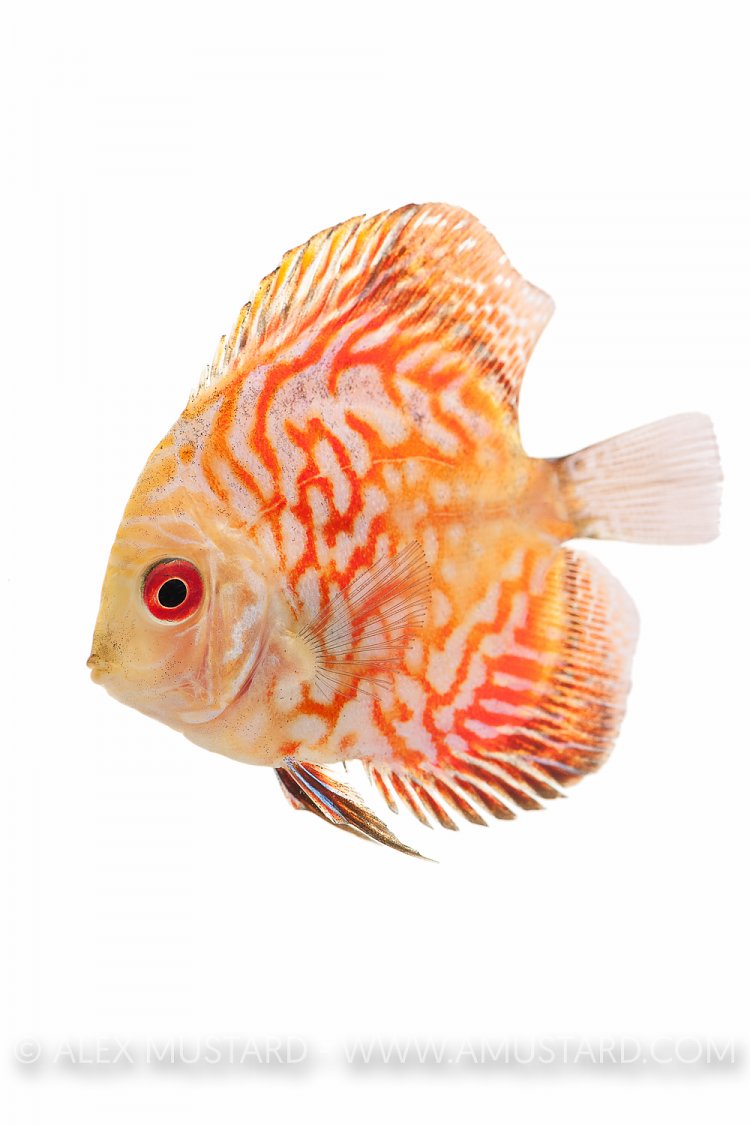 Discus portrait (Symphysodon aequifasciatus). Captive, UK.