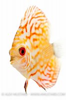 Discus portrait (Symphysodon aequifasciatus). Captive, UK.
