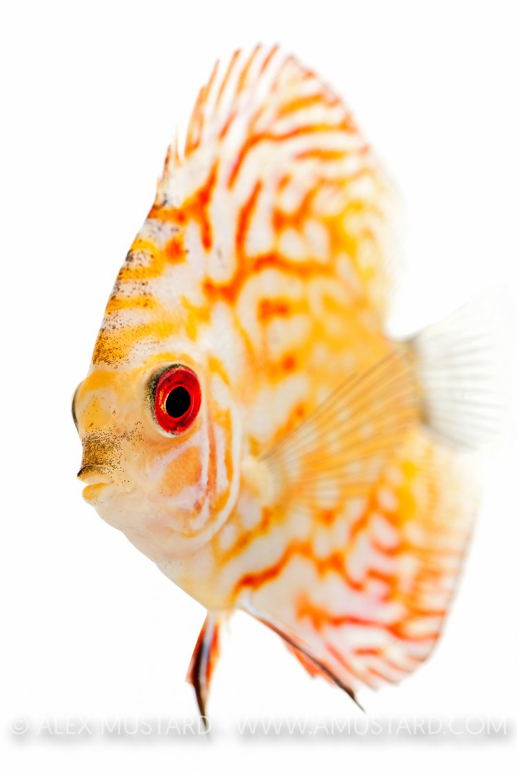 Discus portrait (Symphysodon aequifasciatus). Captive, UK.