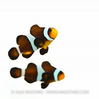 A variety of domesticated clownfish (Amphiprion ocellaris var.) photographed in the aquarium. Hampshire, England, UK.