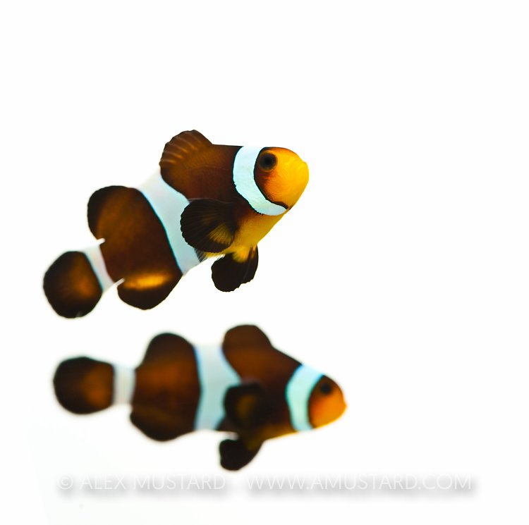A variety of domesticated clownfish (Amphiprion ocellaris var.) photographed in the aquarium. Hampshire, England, UK.