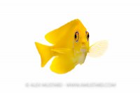 Lemonpeel Angelfish (Centropyge flavissima). UK