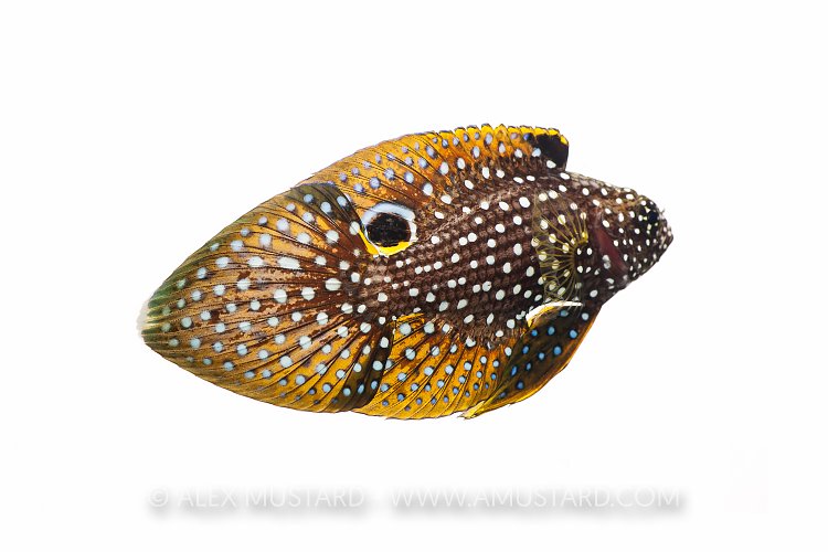 Comet Tail. Captive. UK