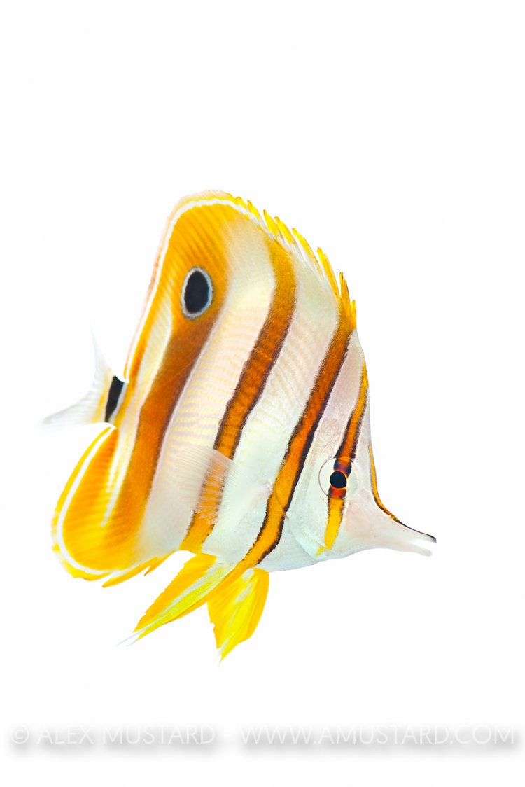 Copperband butterflyfish, in aquarium. UK