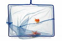 Goldfish In Net. UK